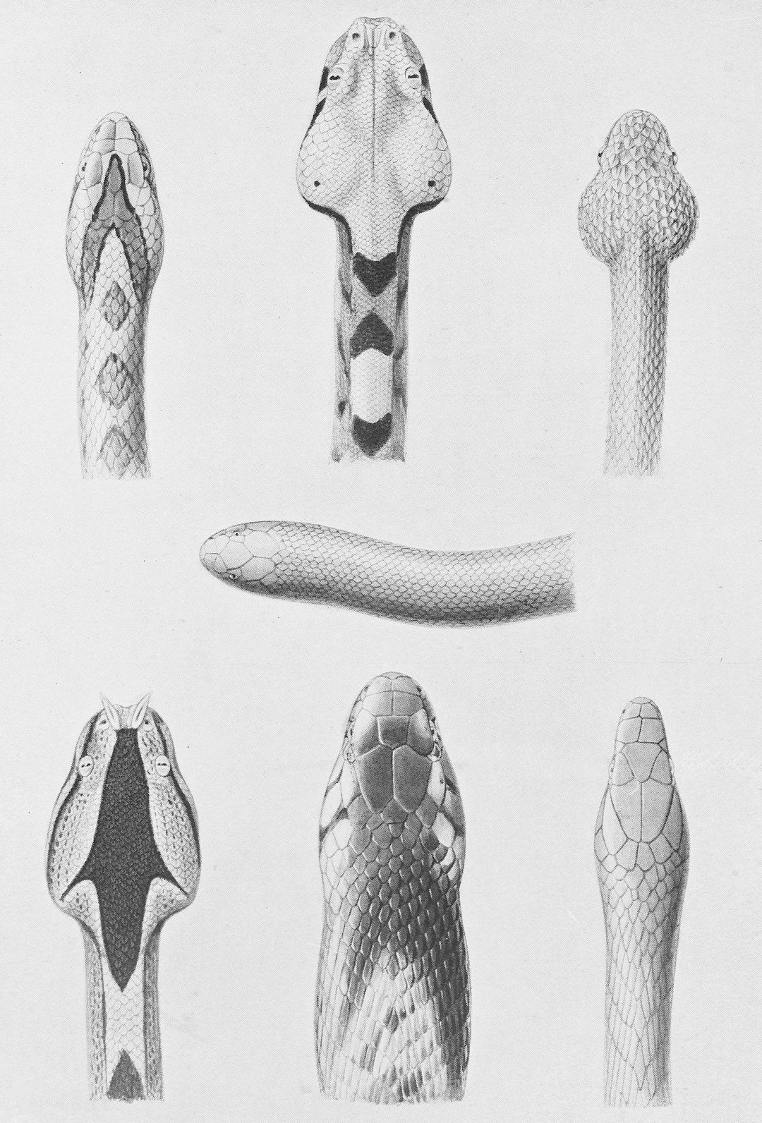 Schomburg Center for Research in Black Culture, Jean Blackwell Hutson Research and Reference Division, The New York Public Library. identity evolution timeline