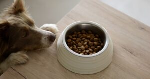 Featured image for 15 Top Rated Dog Food Companies to Trust in 2025