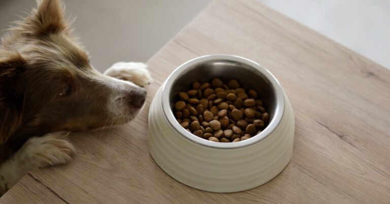 Featured image for 15 Top Rated Dog Food Companies to Trust in 2025